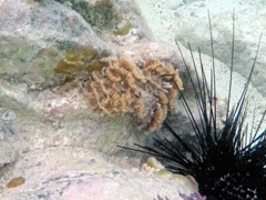 Social Featherduster Worm